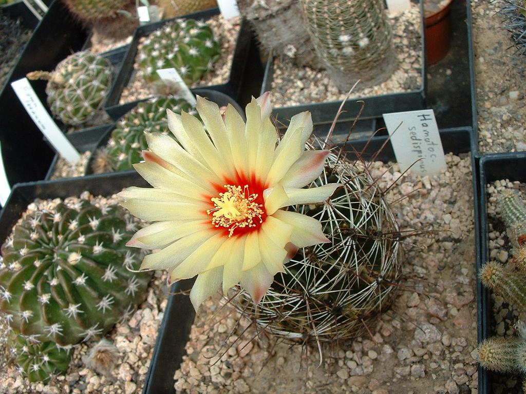 Hamatocactus sedispinus1.JPG